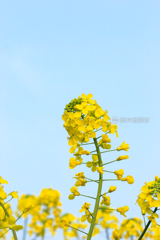 蓝色自然背景中的油菜花