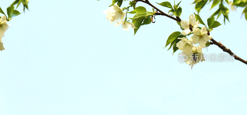 鲜花梨花盛开