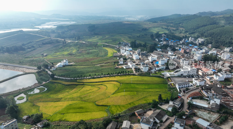 稻谷飘香的田野