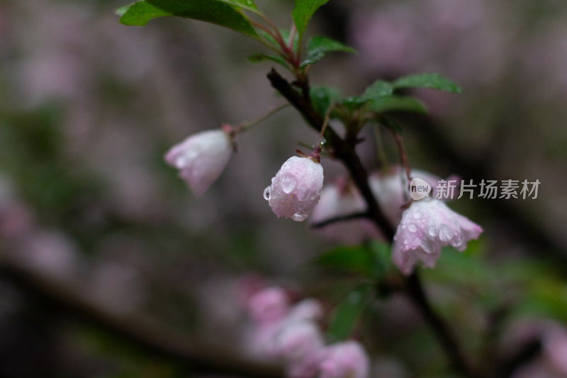 雨中的粉色海棠花素材