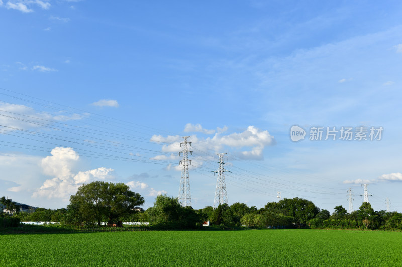 美丽乡村蓝天白云水稻田