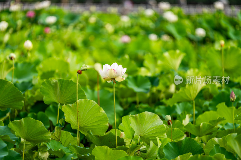 夏天荷花盛开特写