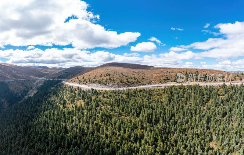 高原公路与山间松林