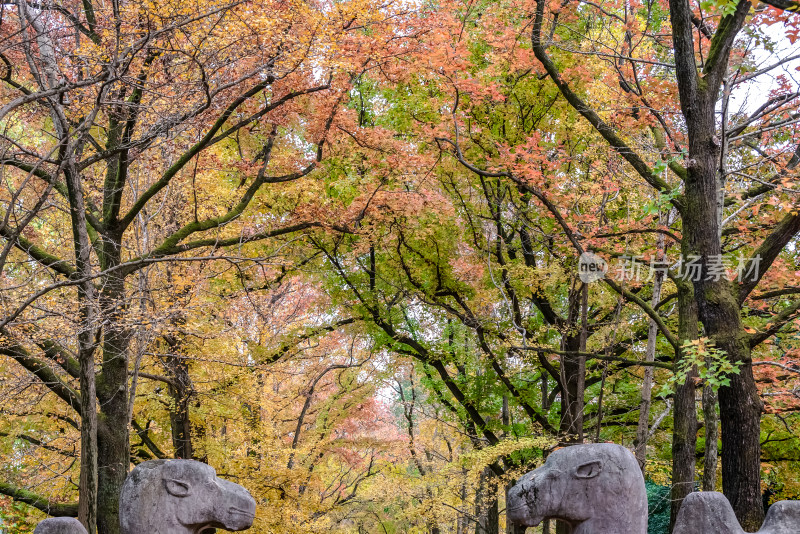 南京钟山风景名胜区明孝陵秋景