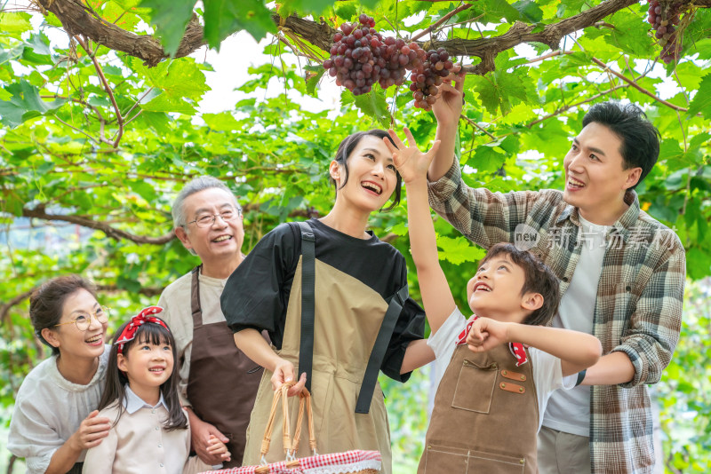 全家人在果园采摘葡萄