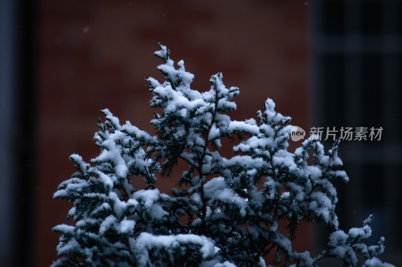 积雪覆盖的松树枝特写