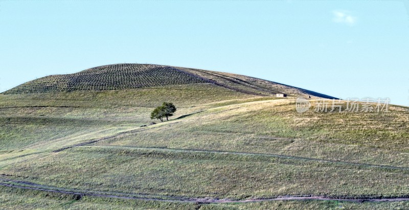 田野山坡上的孤树风景