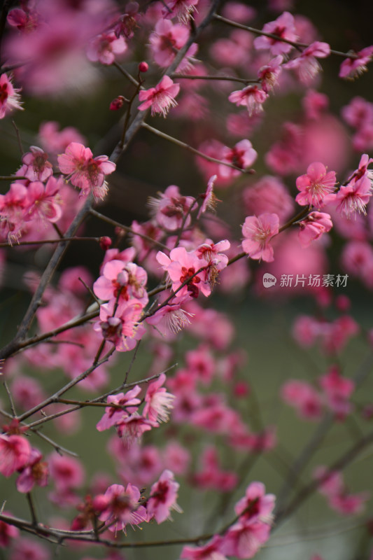 春天红色的梅花