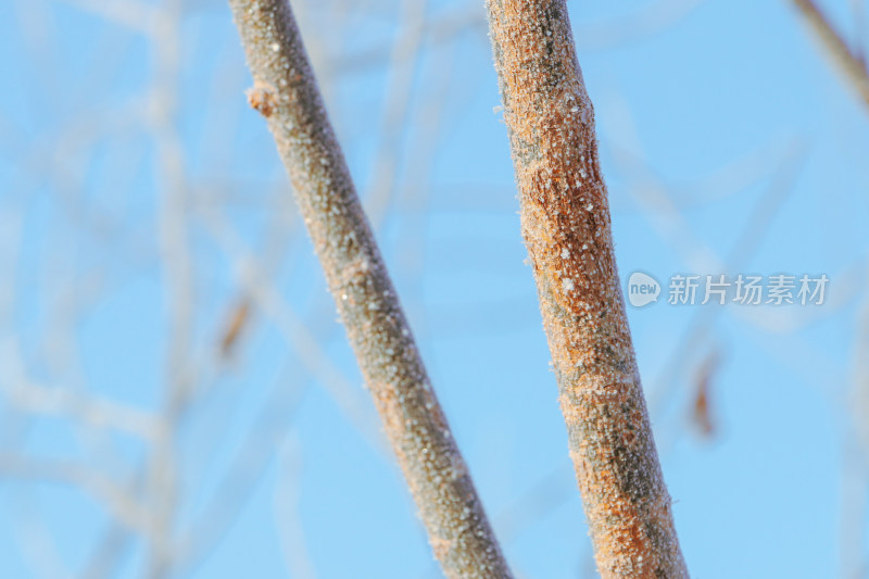 覆霜树枝特写