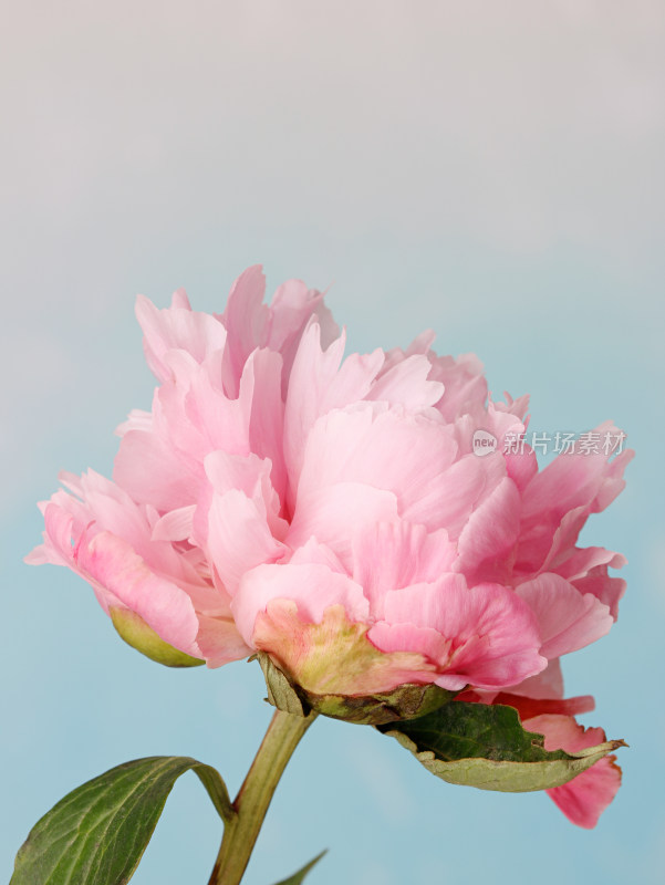 一朵盛开的鲜花粉色芍药的特写