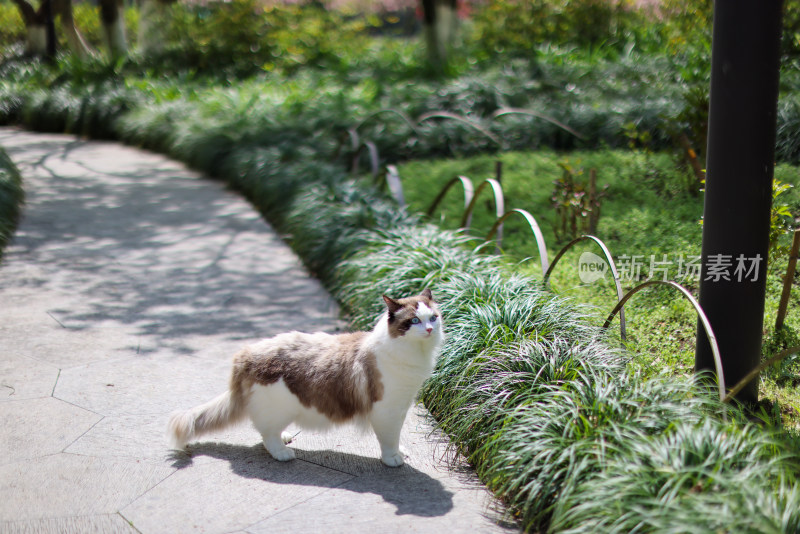 猫站在人行道上的高角度视图