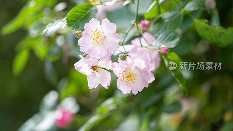 春天的蔷薇花