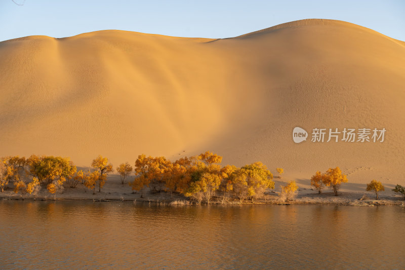 新疆巴州罗布湖塔塔秘境沙漠水上胡杨林