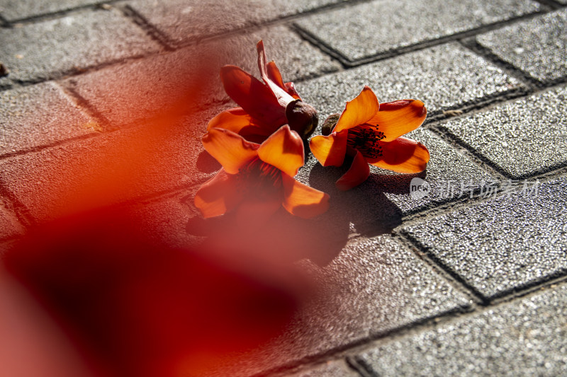 春天南粤盛开的木棉花