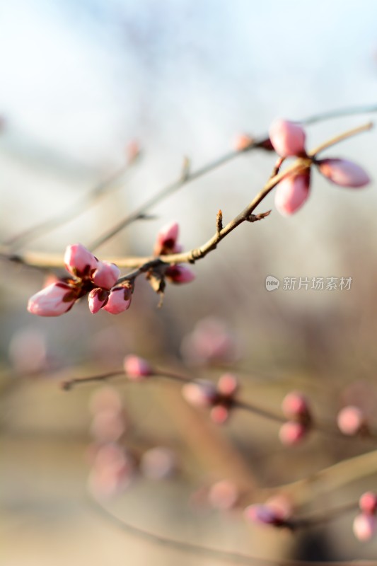 桃花花苞花蕊