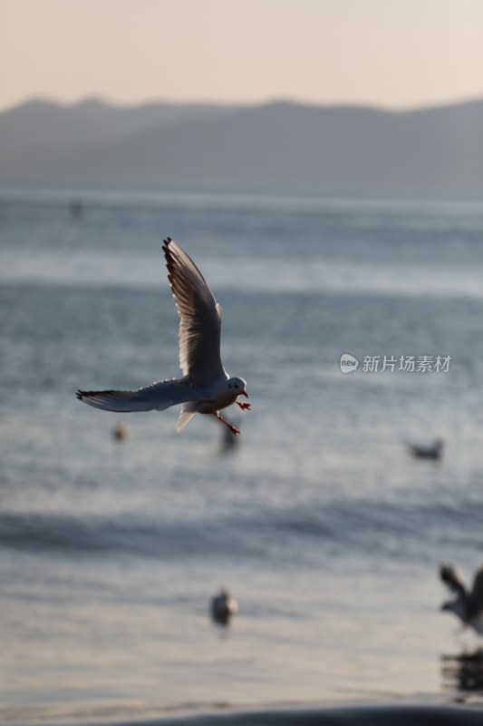 青岛 海边 栈桥 海鸥