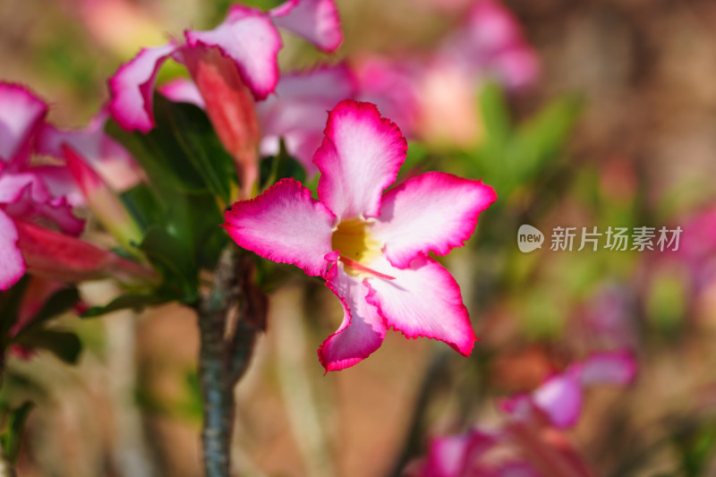 粉红色开花植物沙漠玫瑰