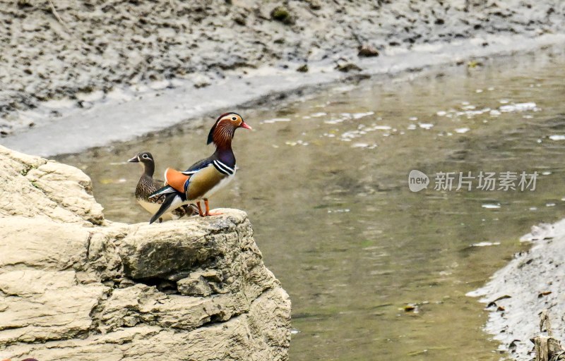 重庆酉阳：散步岸边的鸳鸯