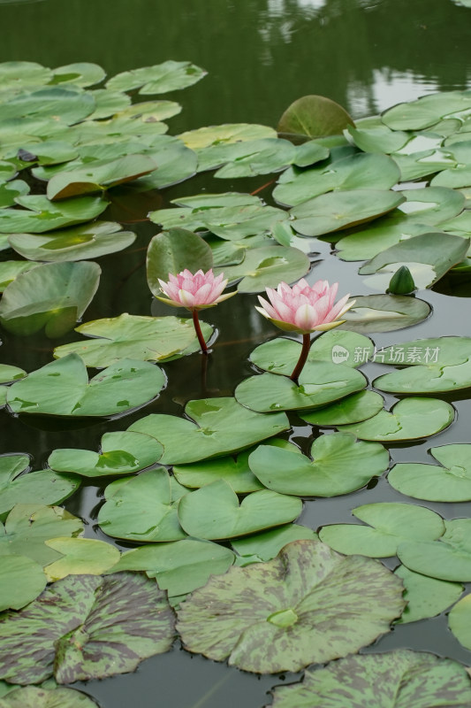 北京国家植物园睡莲