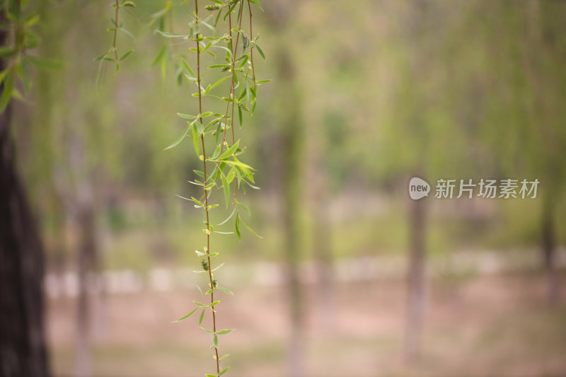 春天刚长绿叶的柳枝特写