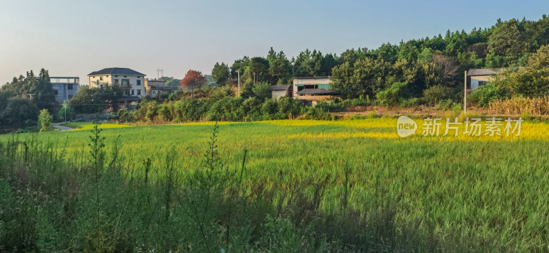 湖南河道平原水稻田