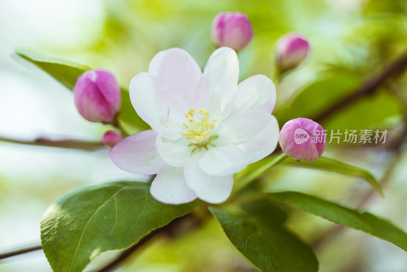 盛开的花朵