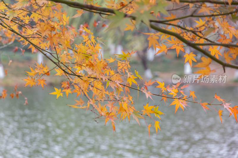 枝头鲜艳红枫叶特写