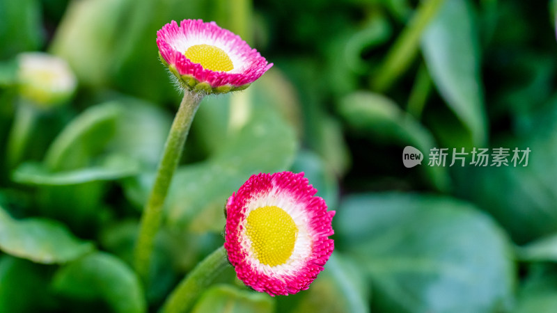 春天的雏菊花特写