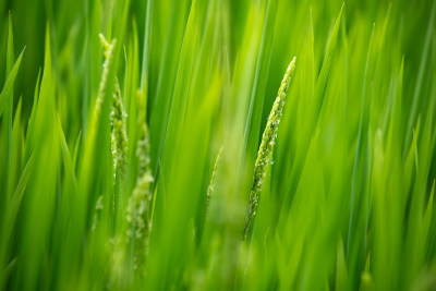 水稻稻田 水稻开花