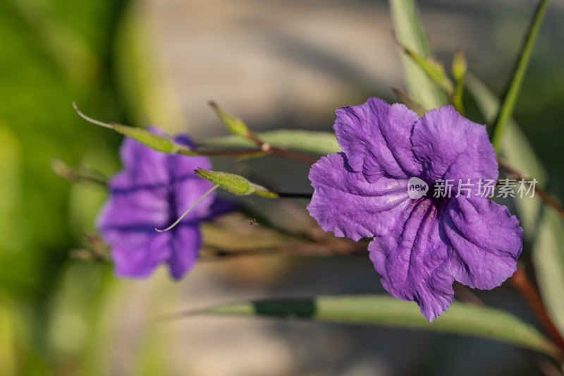 两朵开放的蓝花草花朵-柳州雀儿山公园