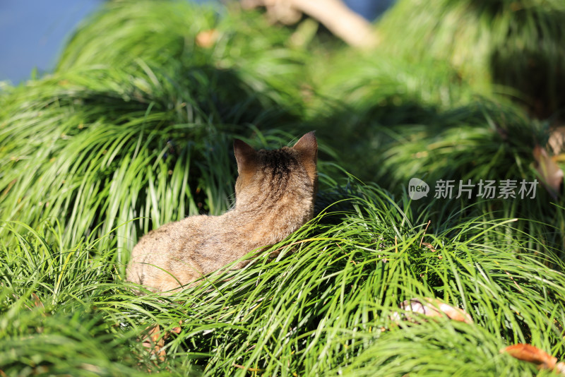 杭州西湖花港观鱼的流浪猫狸花猫