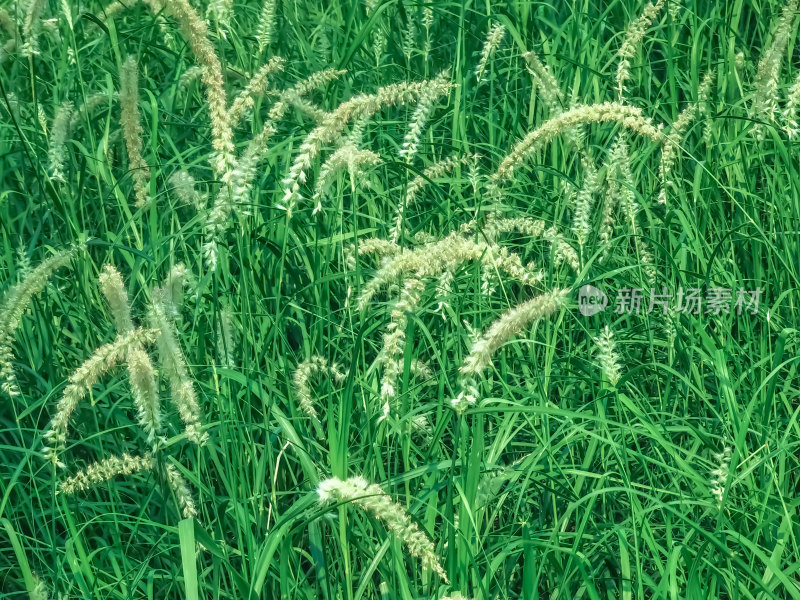 茂盛生长的狗尾草