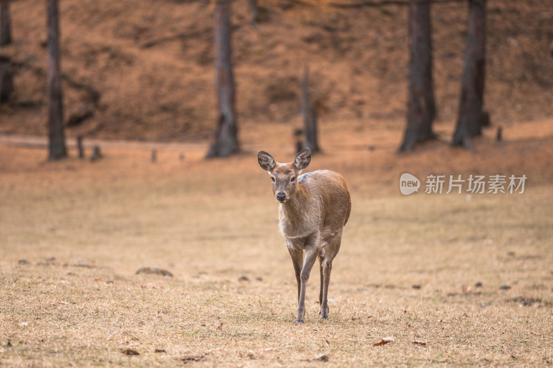 森林山林中漫步的梅花鹿