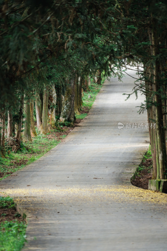 林荫小路