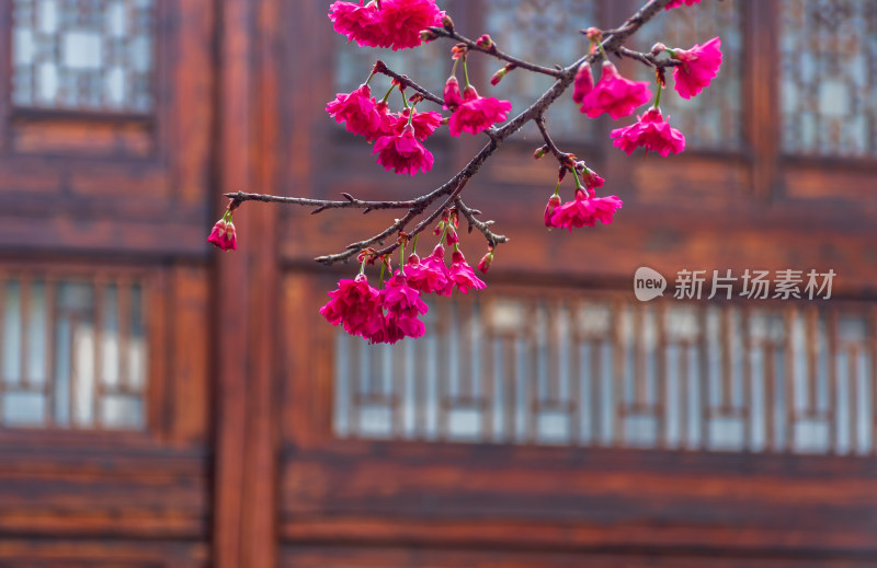 古风建筑前盛开的粉色花枝