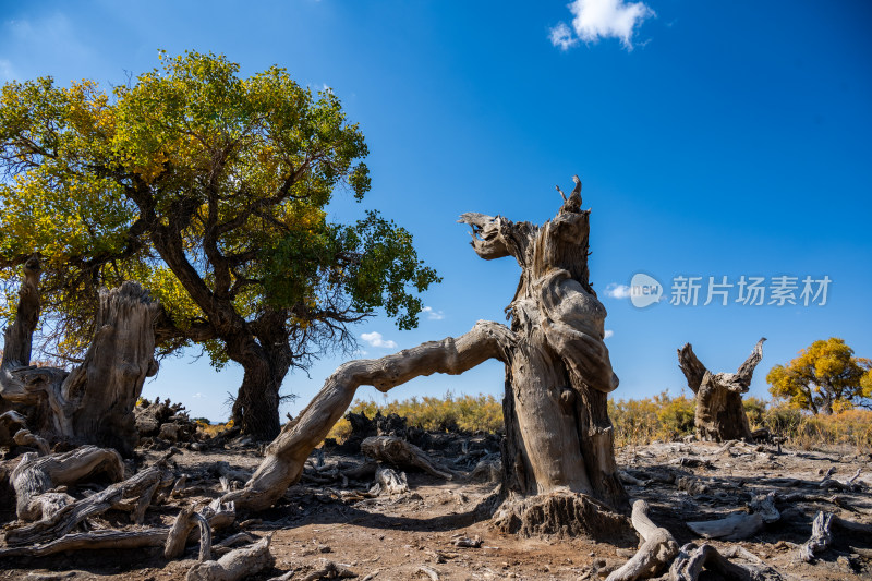 昌吉鸣沙山·胡杨林景区