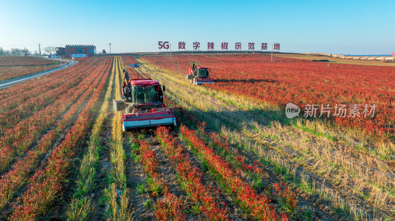 5G数字辣椒种植基地丰收航拍