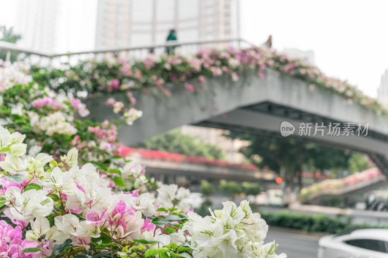 城市中鲜花覆盖的天桥景观