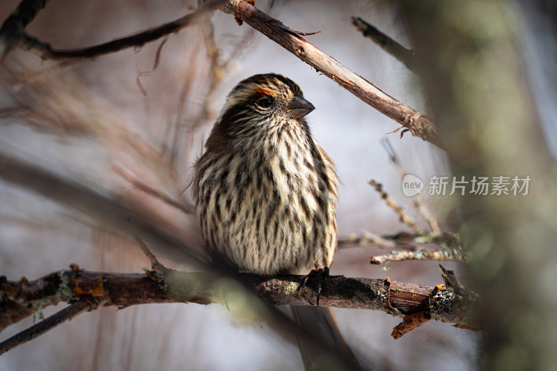 树枝上的小鸟特写