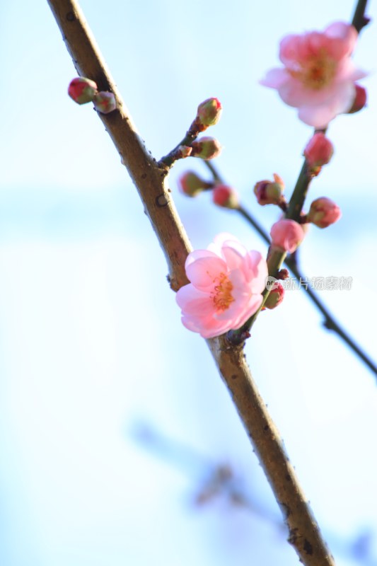 枝头绽放的粉色梅花特写