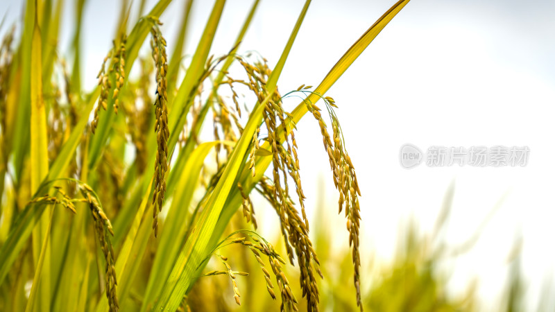 水稻农业大米丰收丰收稻谷稻田播种乡村振兴
