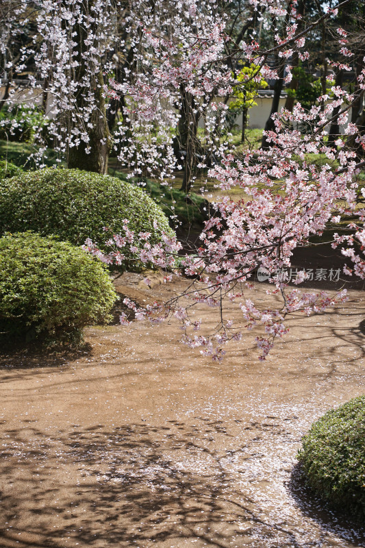 日本，川越喜多院，日式建筑与垂枝樱