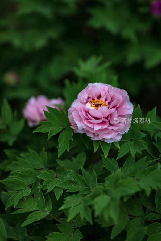 公园牡丹花开特写