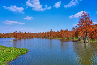 上海青西郊野公园