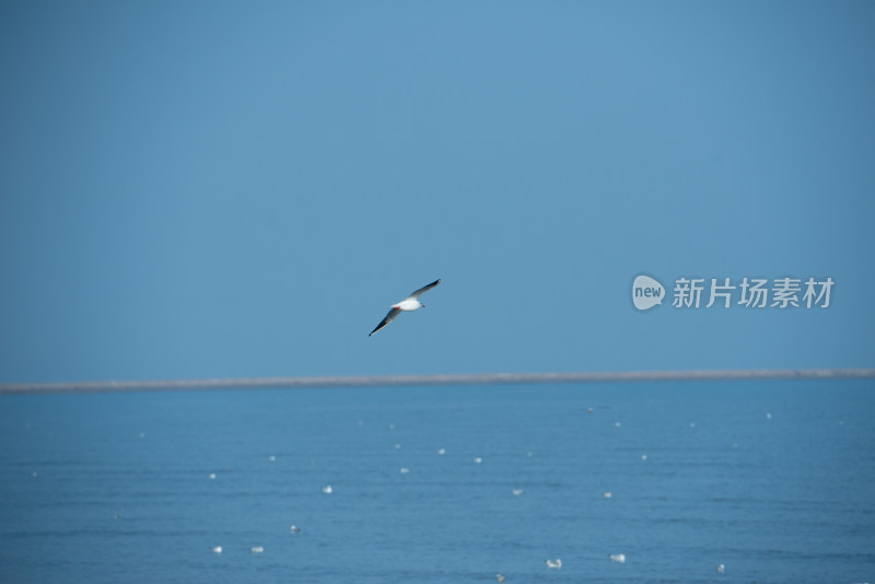 海面上飞翔的海鸥