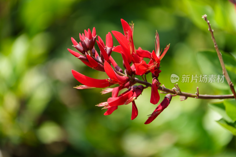 红色开花植物龙牙花