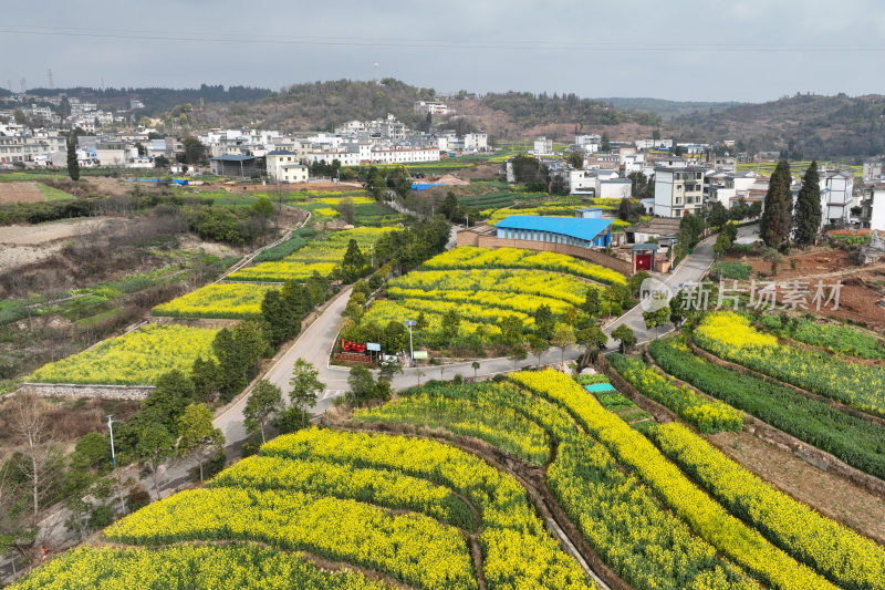 油菜花绘就田园美景