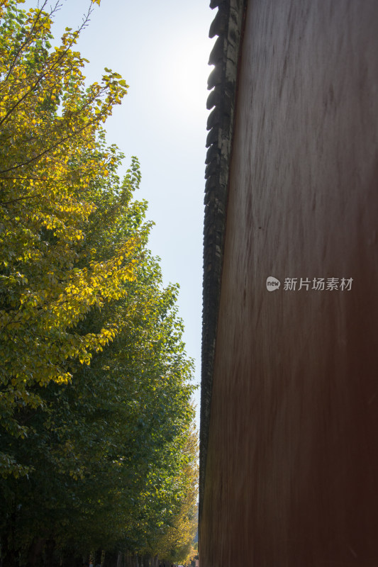 故宫红墙与秋天黄叶