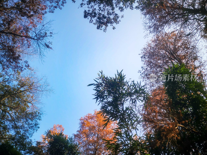 秋天植物树叶树枝摄影图