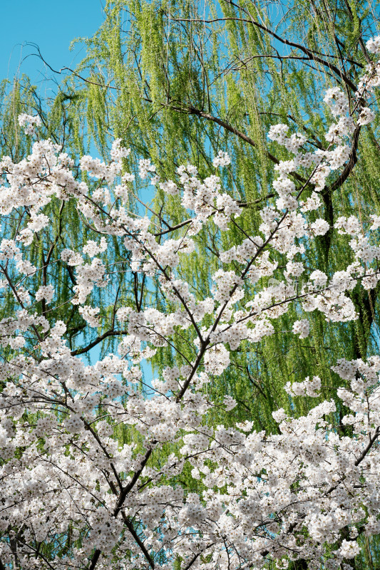 北京玉渊潭公园樱花节樱花树樱花